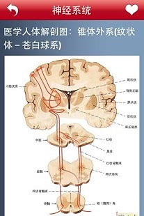 高清全彩医学专业典籍截图4