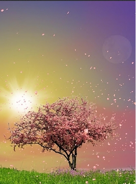 春季樱花树截图