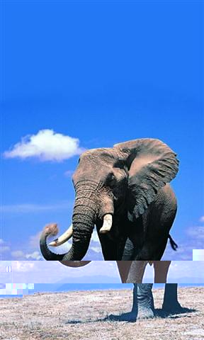 3D elephant HD Live Wallpaper截图4