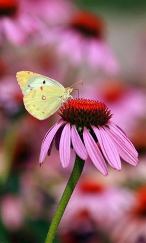 3D flower and butterfly HD Live Wallpaper截图2