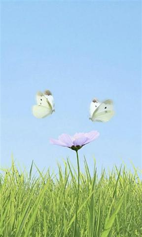 3D flower and butterfly HD Live Wallpaper截图3