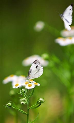 3D flower and butterfly HD Live Wallpaper截图5