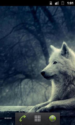 Wolves HQ Live Wallpaper截图1