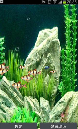 Tiger Barb 3D Live Wallpaper截图2