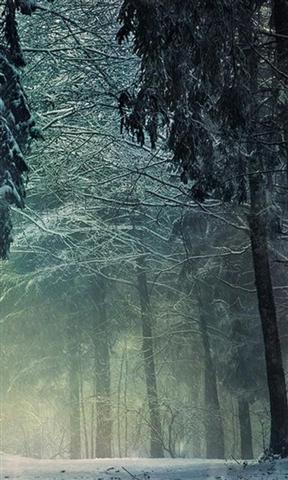 3D forest in fog Live Wallpaper截图1