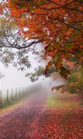 3D forest in fog Live Wallpaper截图2