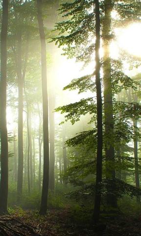 3D forest in fog Live Wallpaper截图4