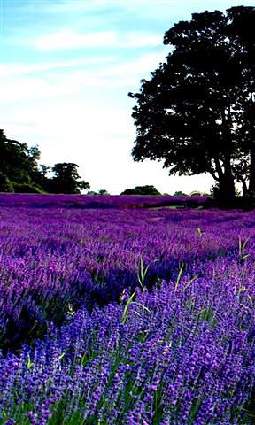 Lavender Field Live Wallpaper截图2