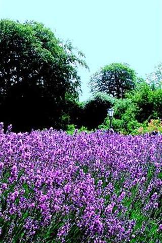 Lavender Field Live Wallpaper截图3