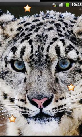 Snow Leopard Best HD LWP截图3