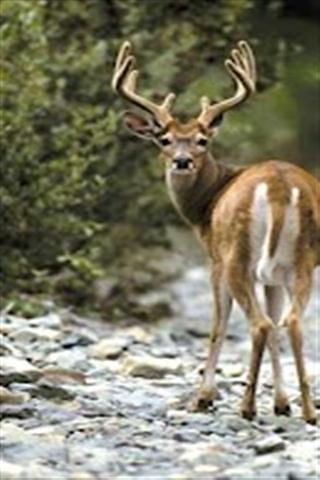 Deer Wallpapers截图3