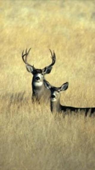 Deer Wallpapers截图4