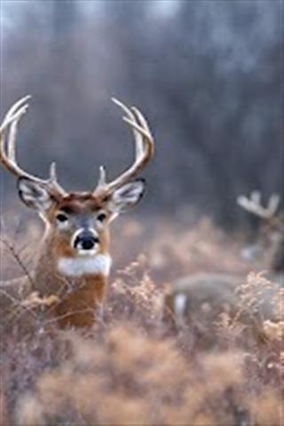 Deer Wallpapers截图5