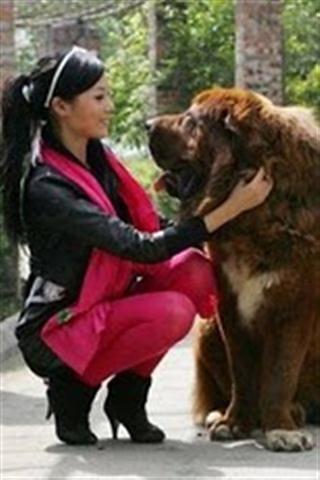 我的小狗 Dog and Me截图2