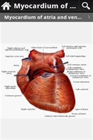 人体解剖图 Anatomy of IOA Lite(高清版)截图2