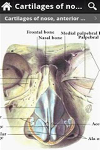 人体解剖图 Anatomy of IOA Lite(高清版)截图4